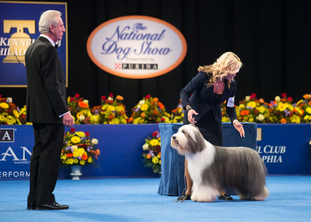 Purina Dog Show 2024 Bobbe Chloris